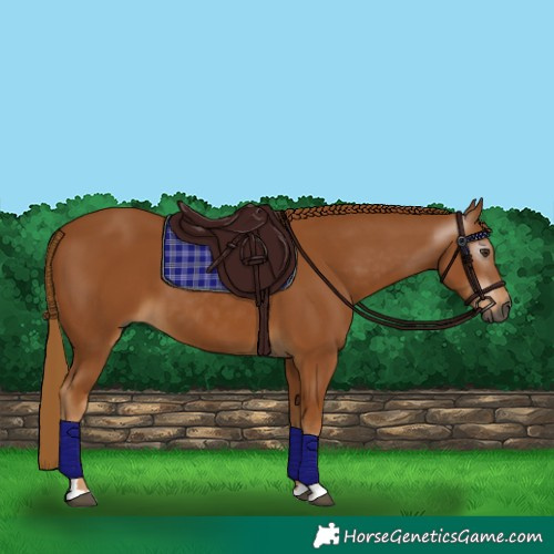 Horse Color:Gray Chestnut 