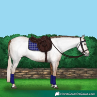 Horse Color:Gray Chestnut 