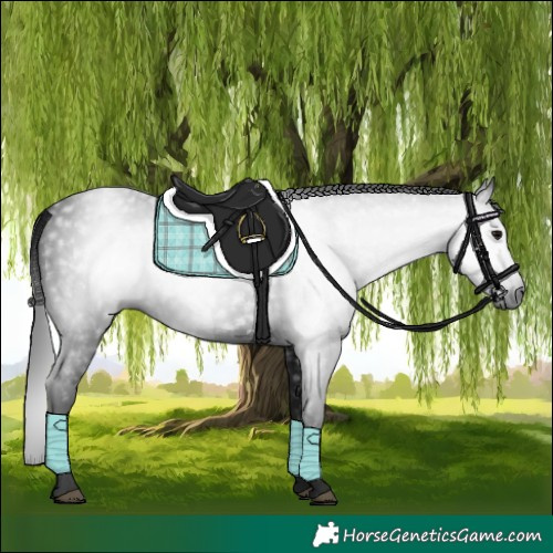 Horse Color:Gray Black