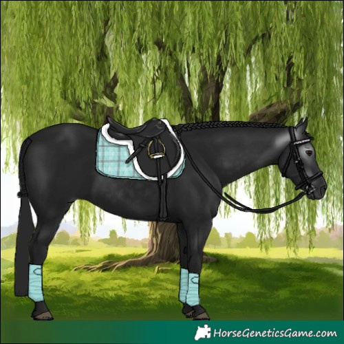 Horse Color:Gray Black