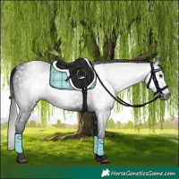 Horse Color:Gray Black