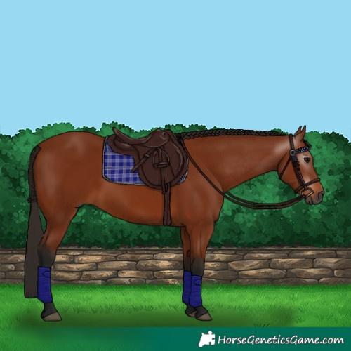 Horse Color:Gray Bay 