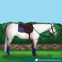 Horse Color:Gray Bay 