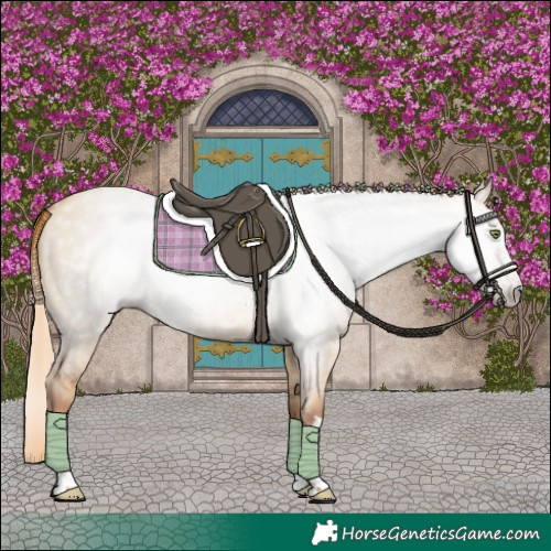 Horse Color:Gray Gold Champagne Dun 