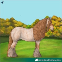 Horse Color:Red Roan