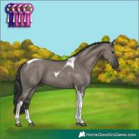 Horse Color:Grullo Tobiano