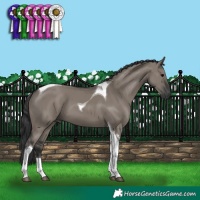Horse Color:Grullo Tobiano