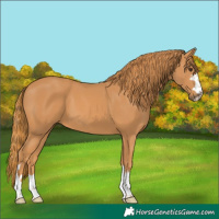 Horse Color:Chestnut 