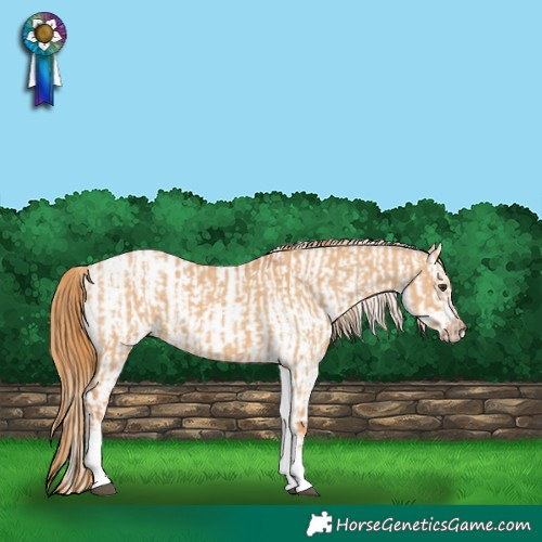 Horse Color:White Spotted Red Dun Rabicano  and White Spotted Red Dun Rabicano 