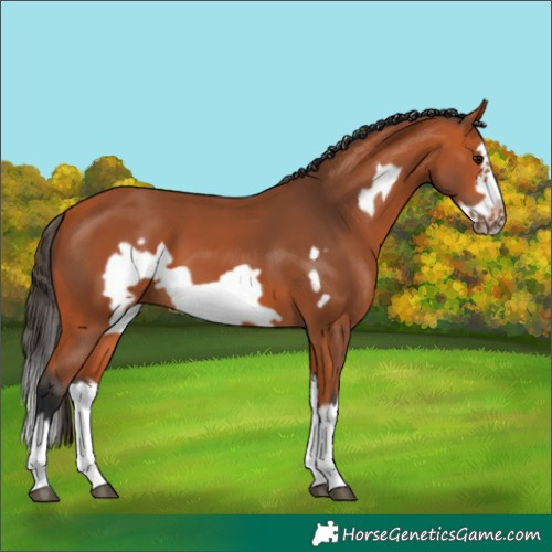 Horse Color:Bay Splash Frame 