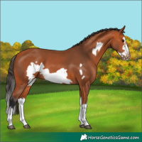 Horse Color:Bay Splash Frame