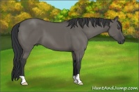 Horse Color:Grullo 