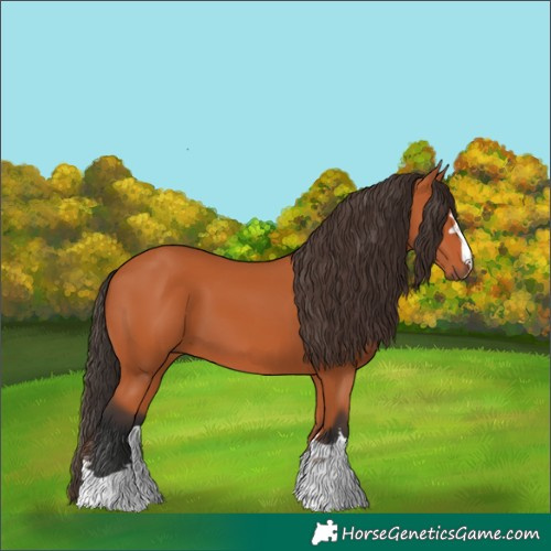 Horse Color:Bay 