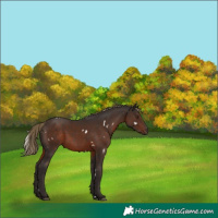 Horse Color:White Spotted Liver Chestnut Rabicano 