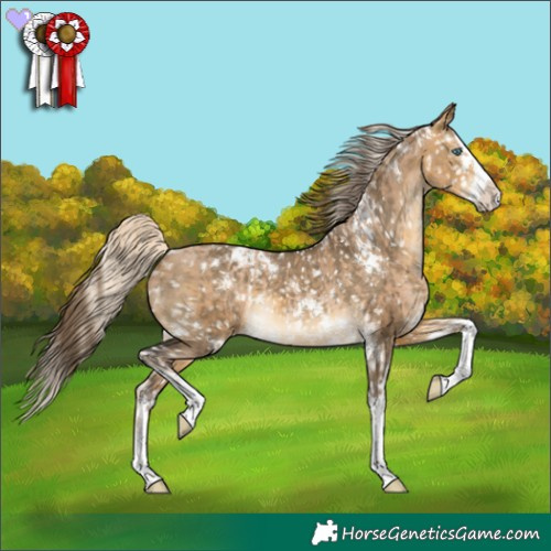 Horse Color:Chocolate Palomino Pearl Tobiano Frame  and White Spotted Buckskin Dun Splash Appaloosa 