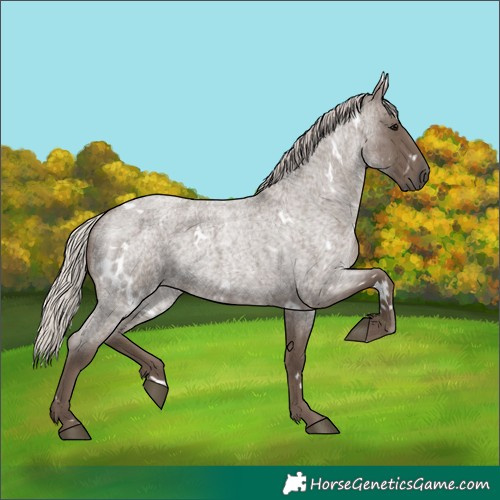 Horse Color:White Spotted Silver Blue Roan 