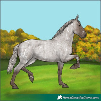 Horse Color:White Spotted Silver Blue Roan 