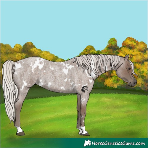 Horse Color:White Spotted Silver Blue Roan 