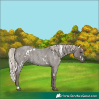 Horse Color:White Spotted Silver Blue Roan 