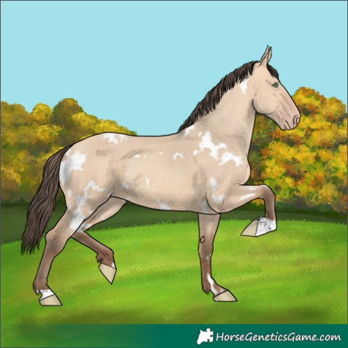 Horse Color:White Spotted Amber Champagne Dun 