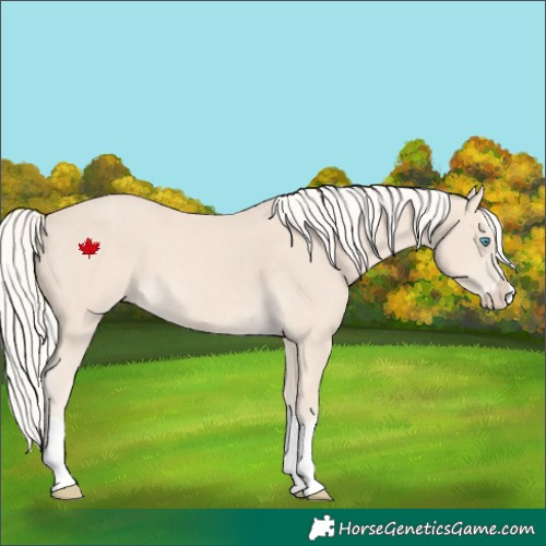 Horse Color:Cremello Splash  and Cremello Splash 