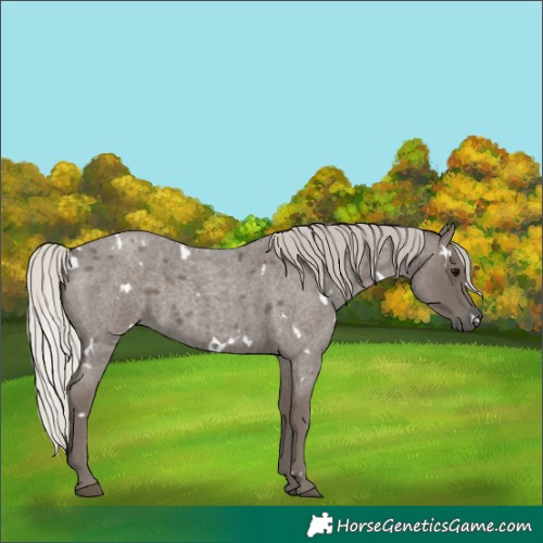 Horse Color:White Spotted Silver Blue Roan 
