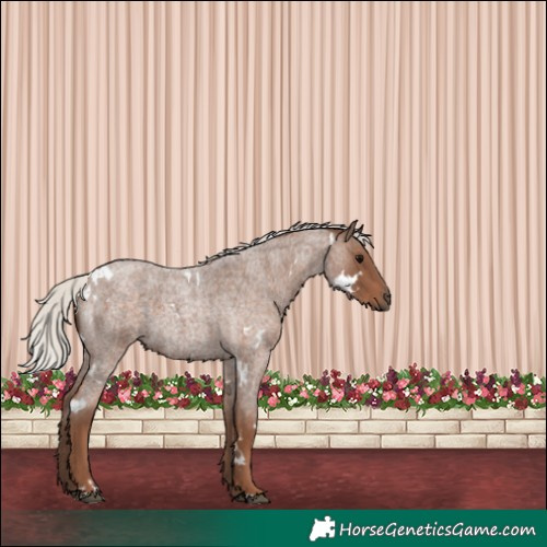 Horse Color:White Spotted Silver Blue Roan