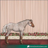 Horse Color:White Spotted Silver Blue Roan