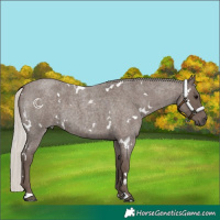 Horse Color:White Spotted Silver Blue Roan 
