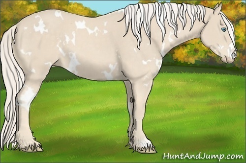 Horse Color:White Spotted Cremello Frame 