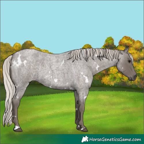 Horse Color:White Spotted Silver Blue Roan 