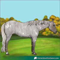 Horse Color:White Spotted Silver Blue Roan 