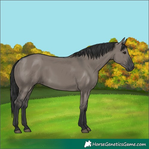 Horse Color:Grullo 