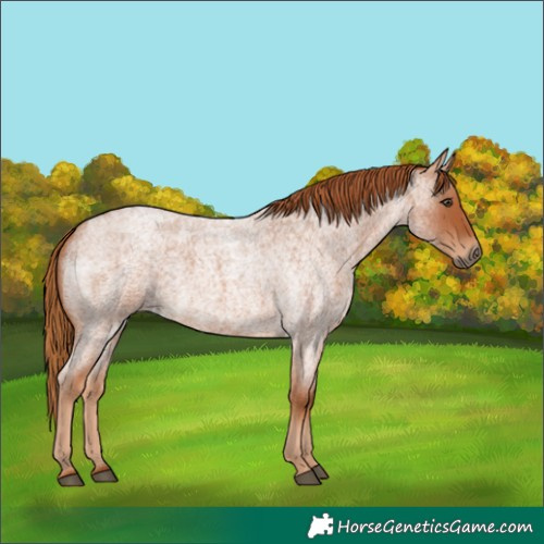 Horse Color:Red Roan 