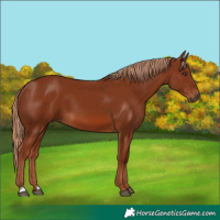 Horse Color:Chestnut 