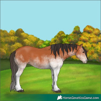 Horse Color:White Spotted Bay 