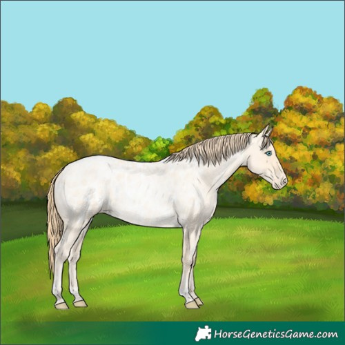 Horse Color:Buckskin Roan Pearl  and Buckskin Roan Pearl Blanket 