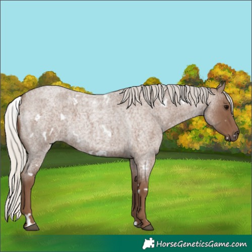 Horse Color:White Spotted Silver Blue Roan 