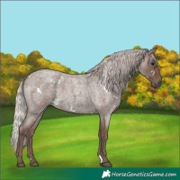 Horse Color:White Spotted Silver Blue Roan