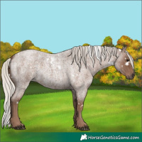 Horse Color:White Spotted Silver Blue Roan 