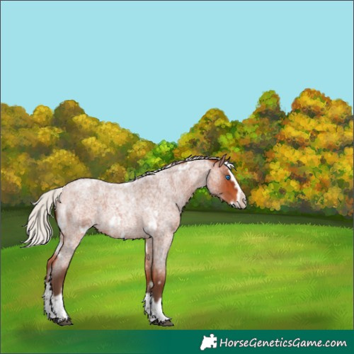 Horse Color:White Spotted Silver Bay Roan Splash Frame 