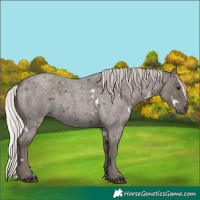 Horse Color:White Spotted Silver Blue Roan 
