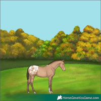 Horse Color:Amber Champagne Tobiano Appaloosa 