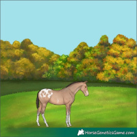 Horse Color:White Spotted Amber Champagne Tobiano Appaloosa Rabicano 