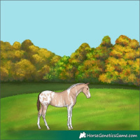 Horse Color:White Spotted Amber Champagne Tobiano Blanket Rabicano 
