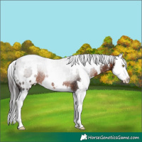 Horse Color:White Spotted Brown Splash Varnish Rabicano 