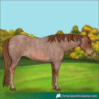 Horse Color:Red Roan 
