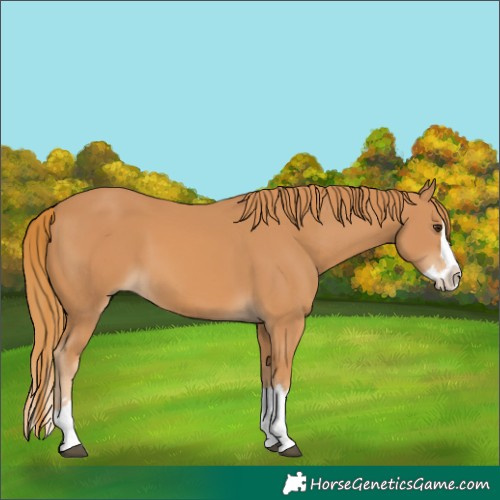 Horse Color:Chestnut Splash 