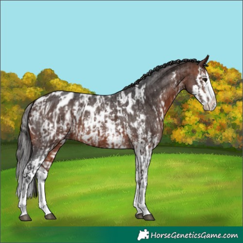 Horse Color:Bay Sabino Splash Appaloosa  and Bay Sabino Splash Appaloosa 