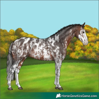 Horse Color:Bay Sabino Splash Appaloosa and Bay Sabino Splash Appaloosa